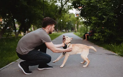 Dog Biting